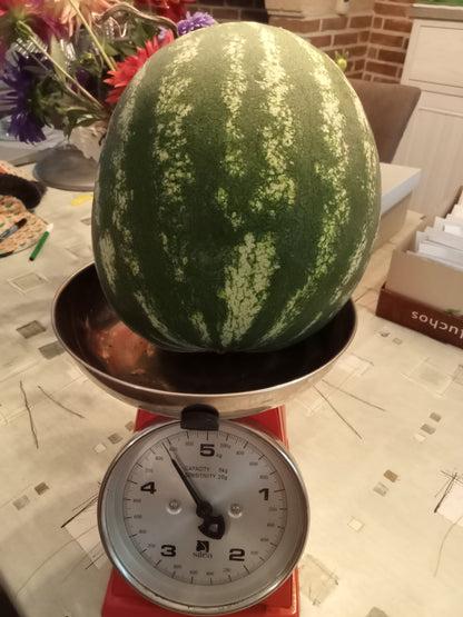 Pastèque Crimson Sweet