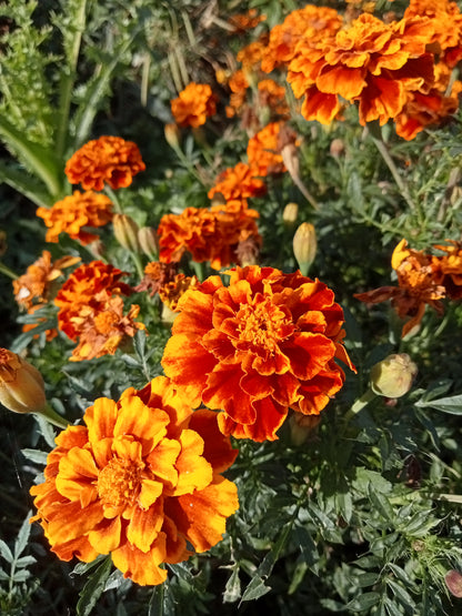 Oeillet d'Inde Rouge