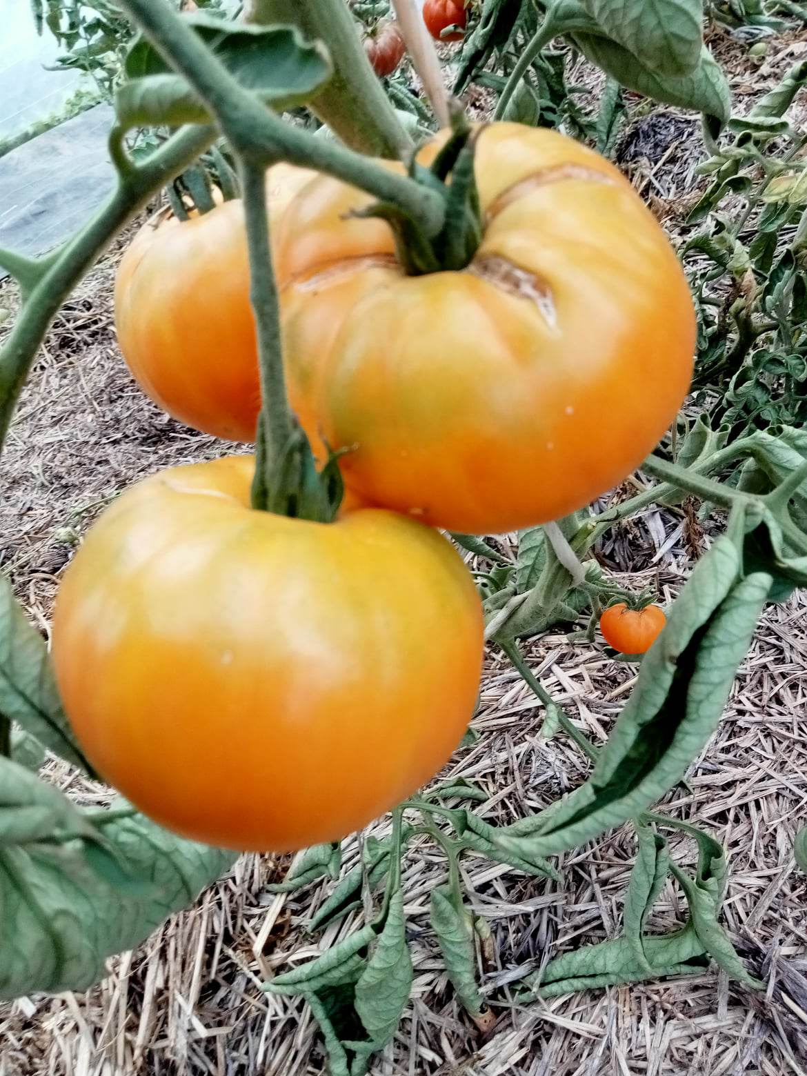 Tomate Joyau d'Oaxacca