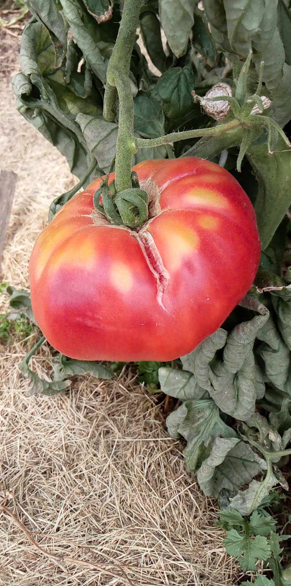 Tomate Kurtovo Konaré