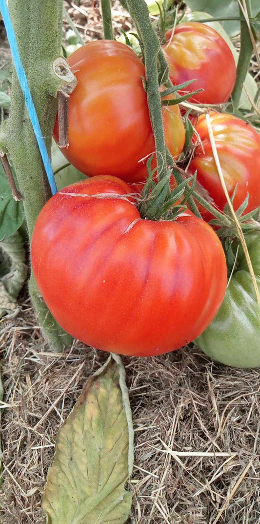 Tomate La Raphaël
