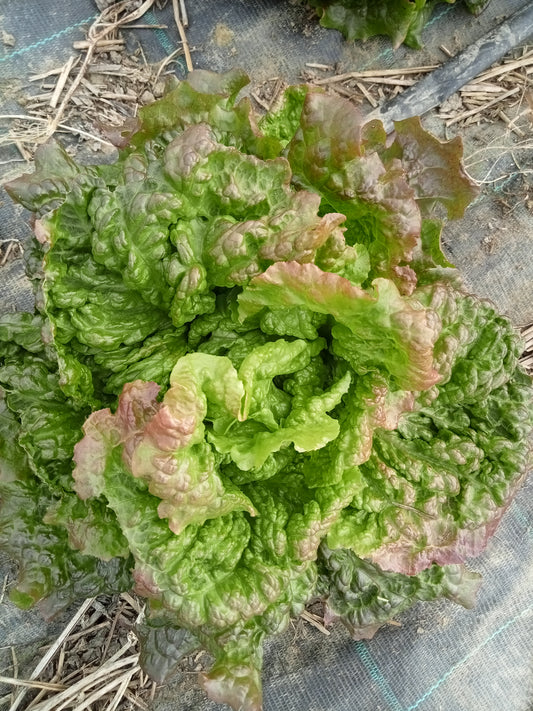 Laitue Batavia Rouge Grenobloise