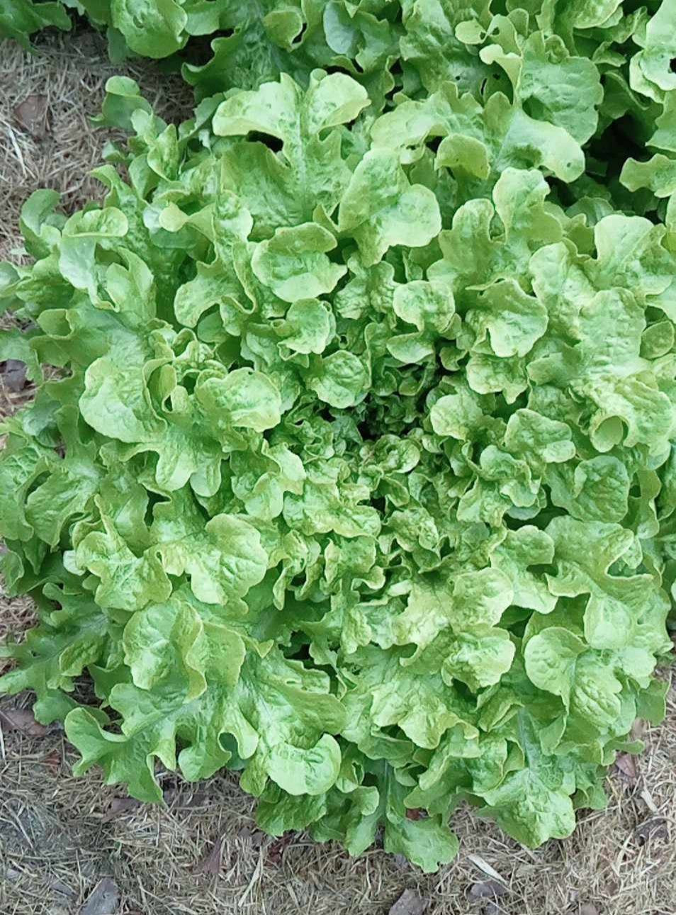 Laitue Feuille de Chêne Verte