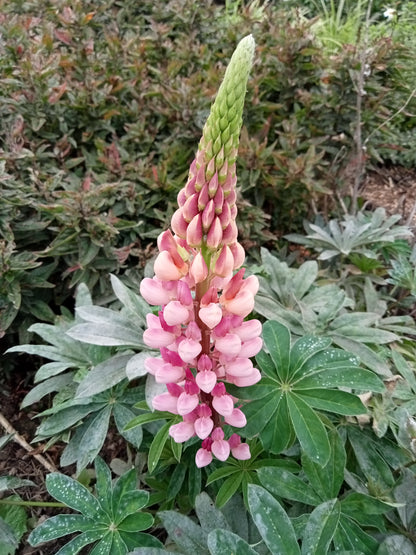 Lupin Varié