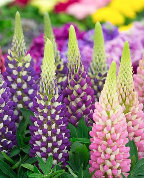 Lupin Varié