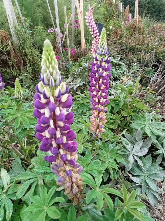 Lupin Varié