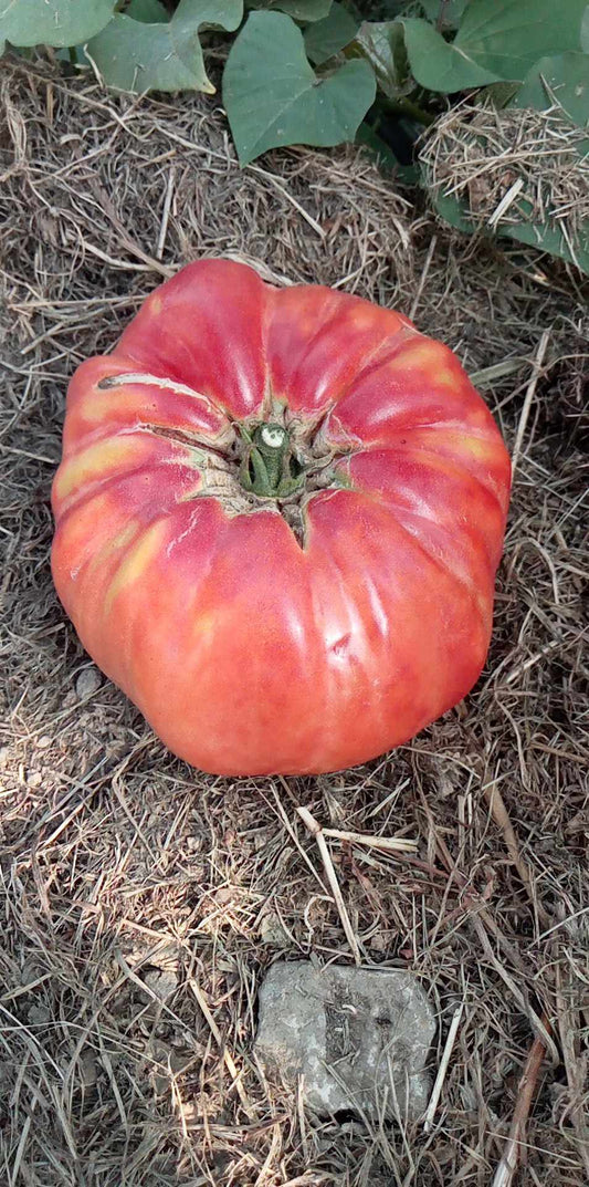 Tomate Monster
