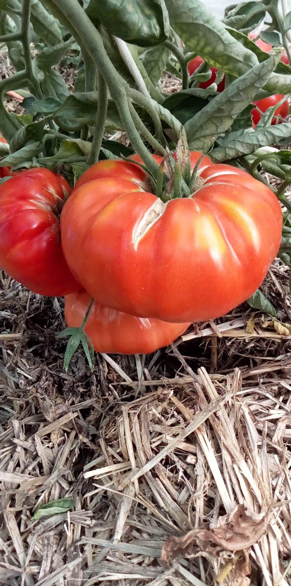 Tomate Moya