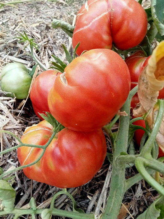 Tomate Muddy Mamba