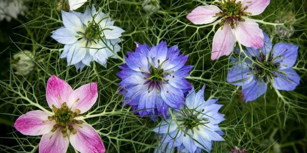 Nigelle de Damas