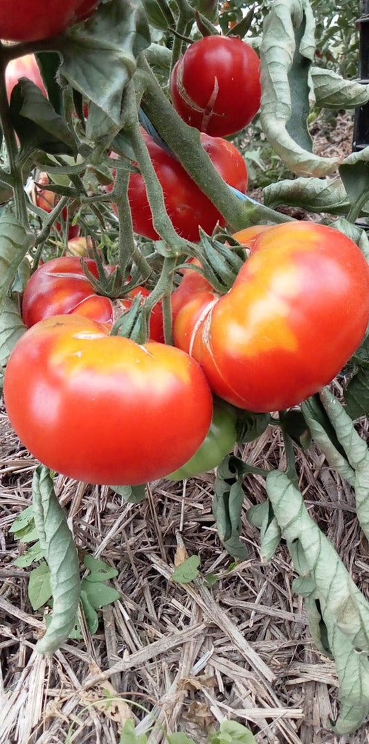 Tomate Normandia