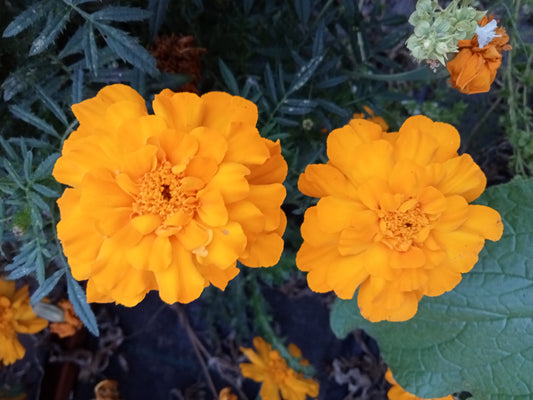 Oeillet d'Inde Jaune