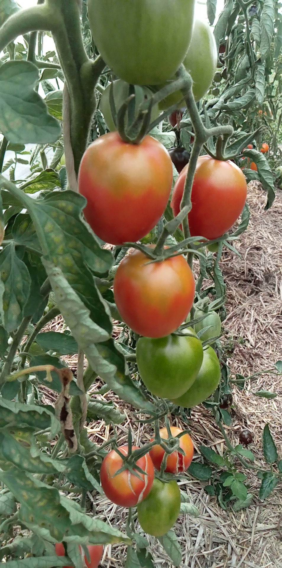 Tomate Olirose St-Domingue