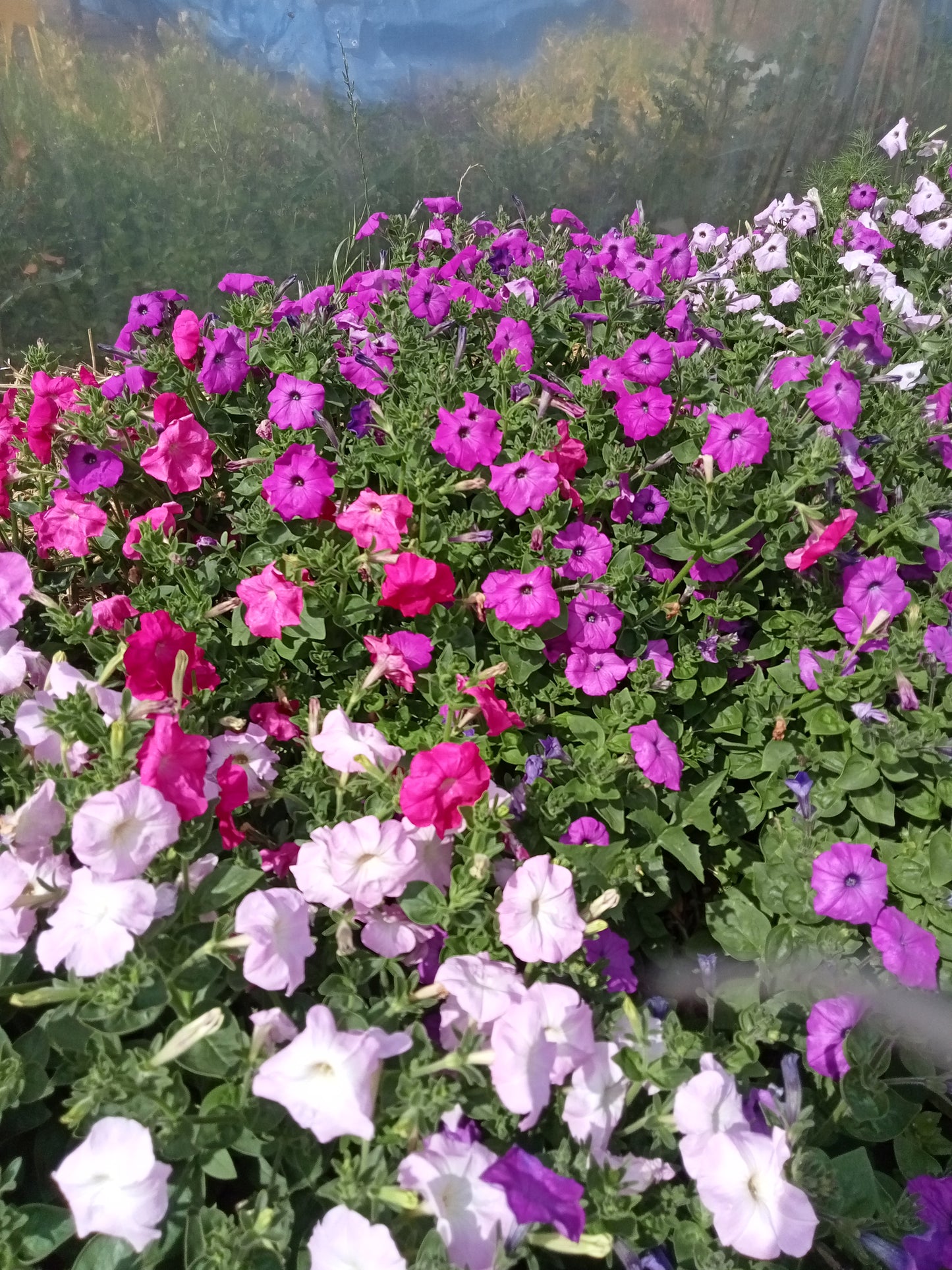 Pétunia Varié