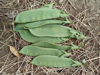 Pois à Rames Mangetout Sweet Horizon