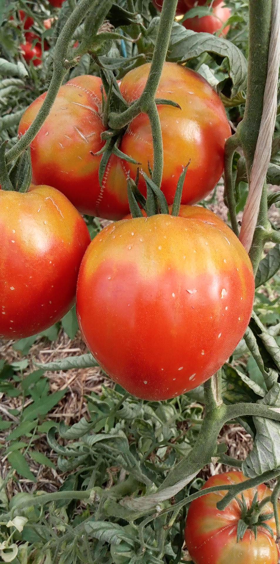 Tomate Pokoritel Serdets