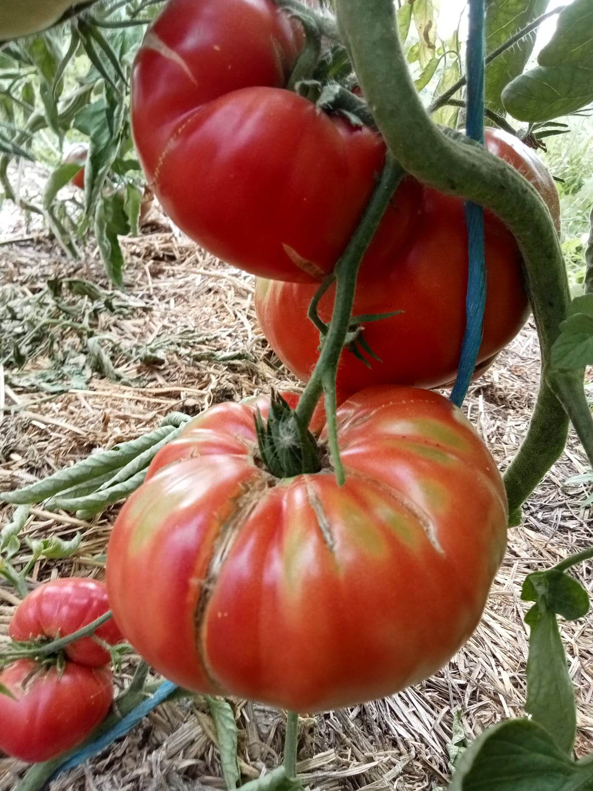 Tomate Potiron Ecarlate