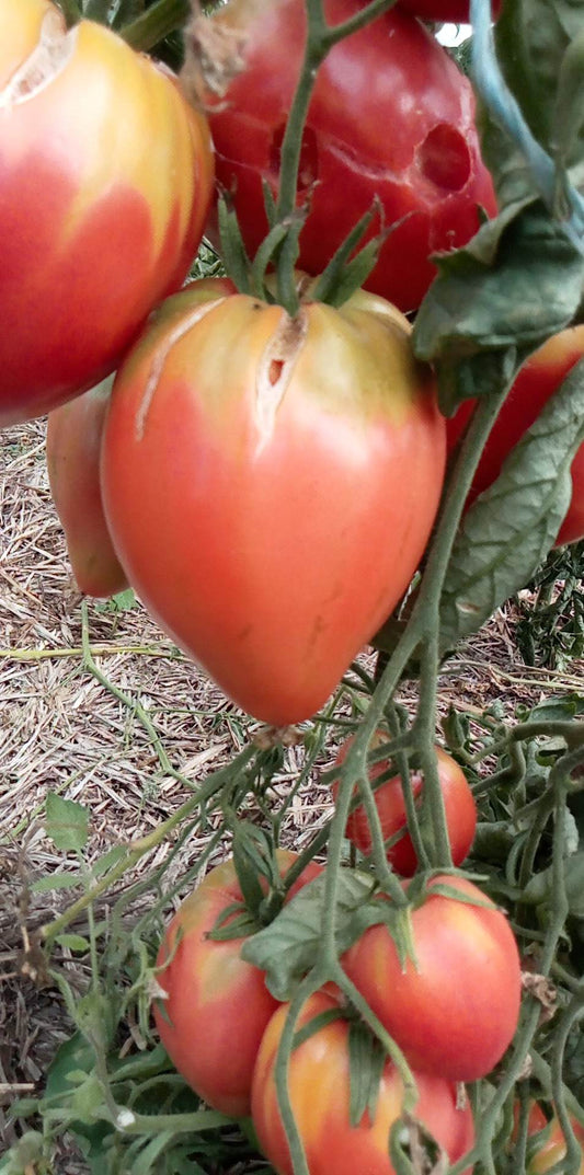 Tomate Pridmarsky Konus