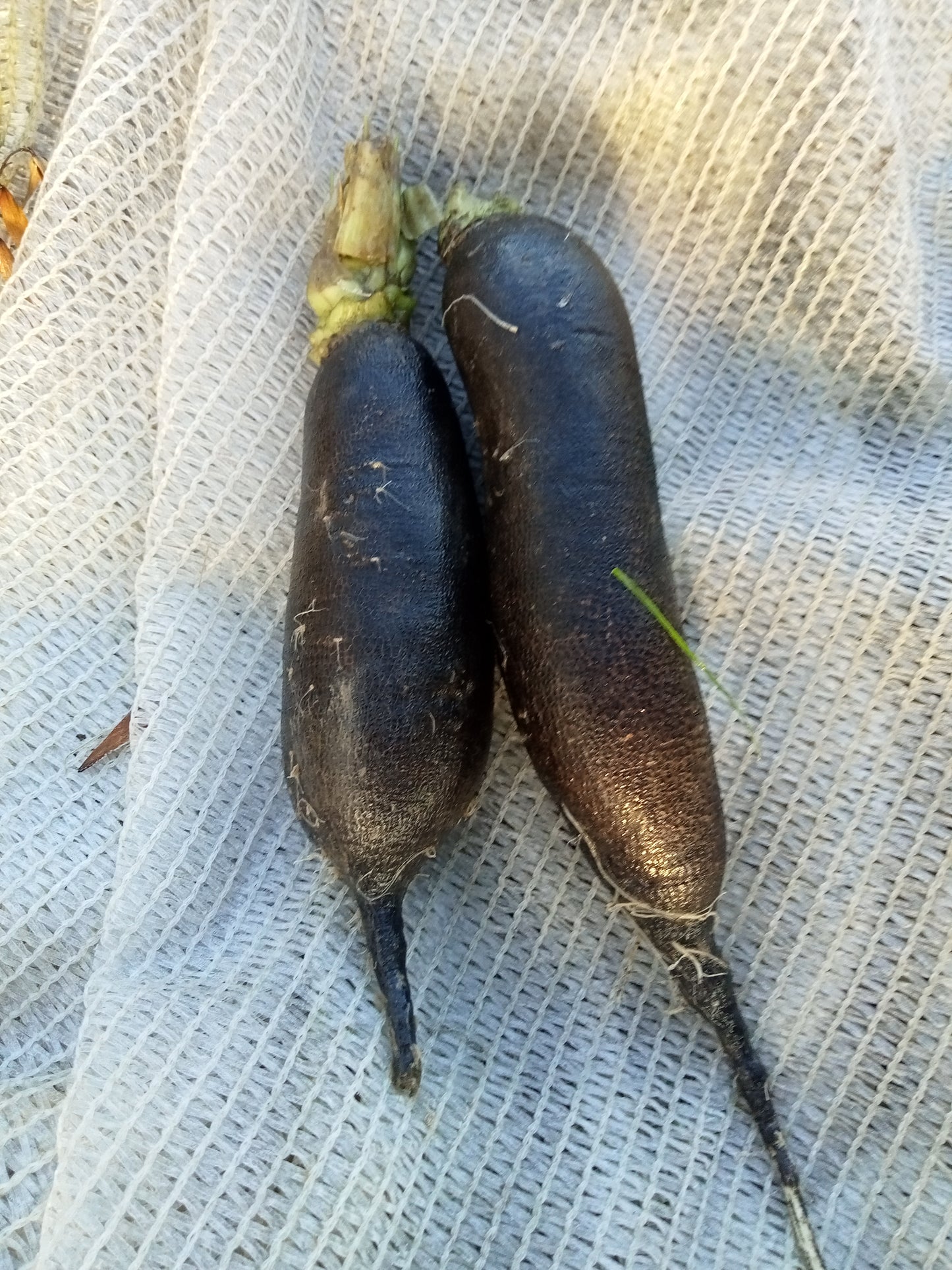 Radis Noir long Poids d'Horloge