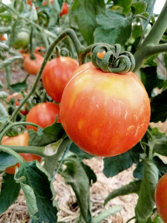 Tomate Red Zebra