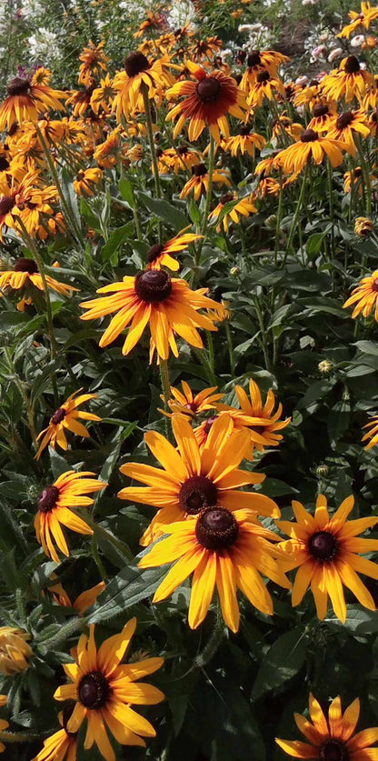 Rudbeckia Mélange