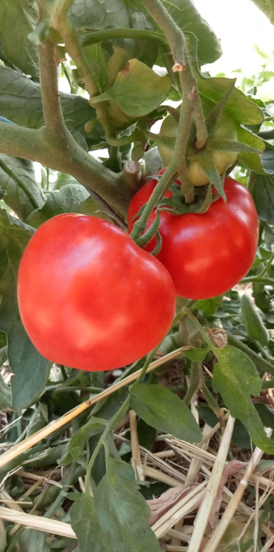 Tomate Salsa di Capots