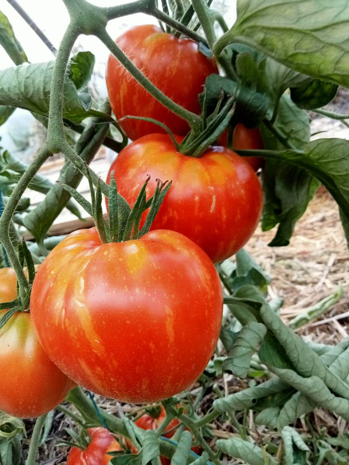 Tomate Scabitha