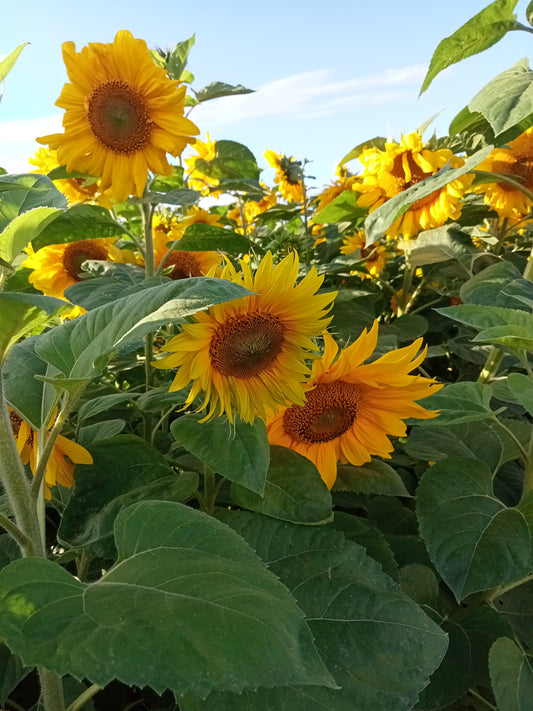 Tournesol en Mélange