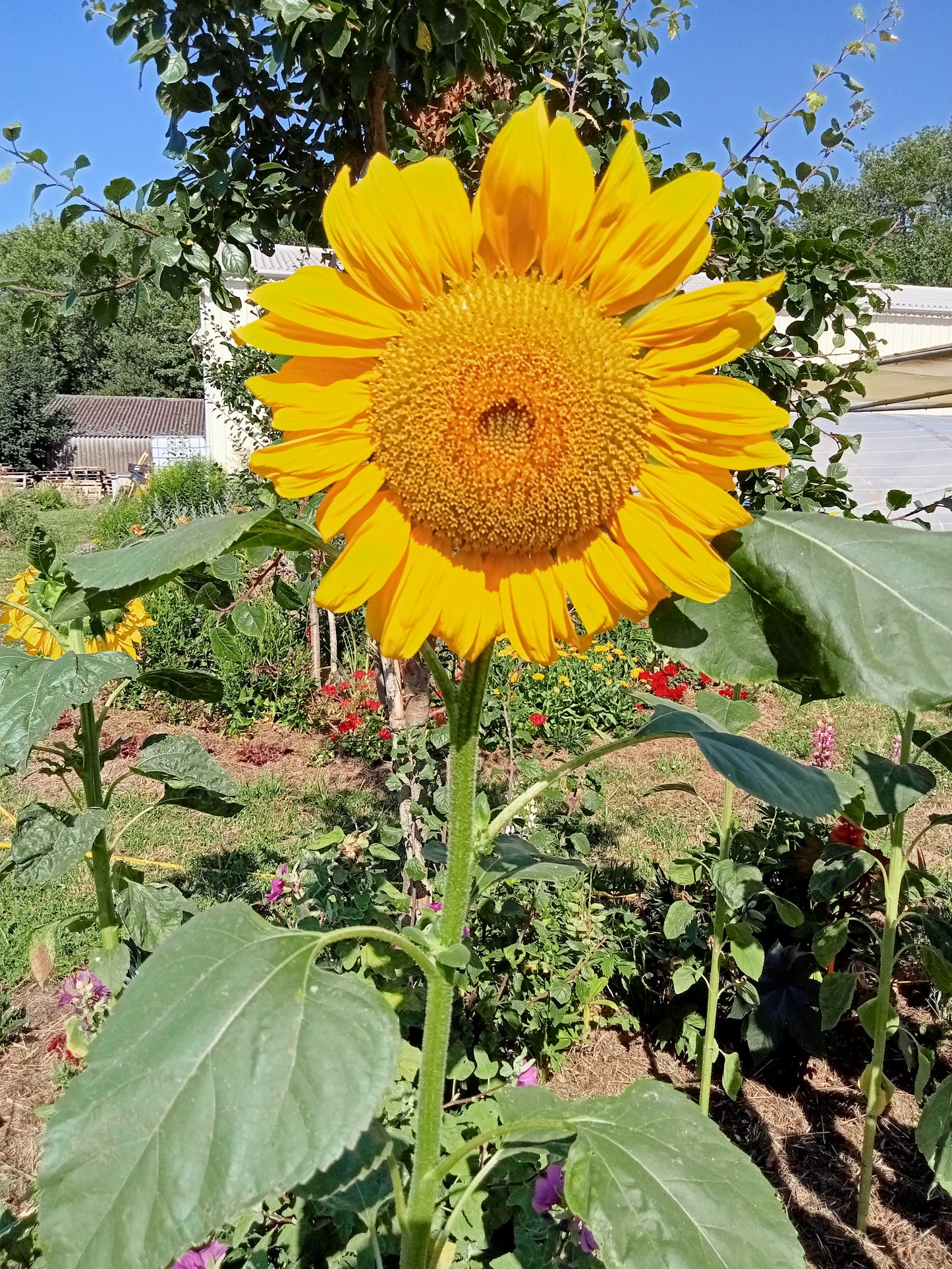 Tournesol en Mélange