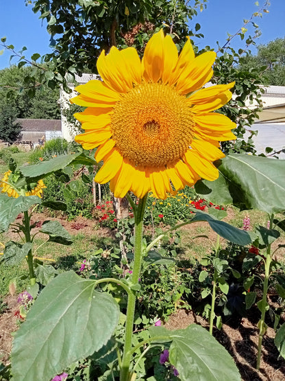 Tournesol en Mélange