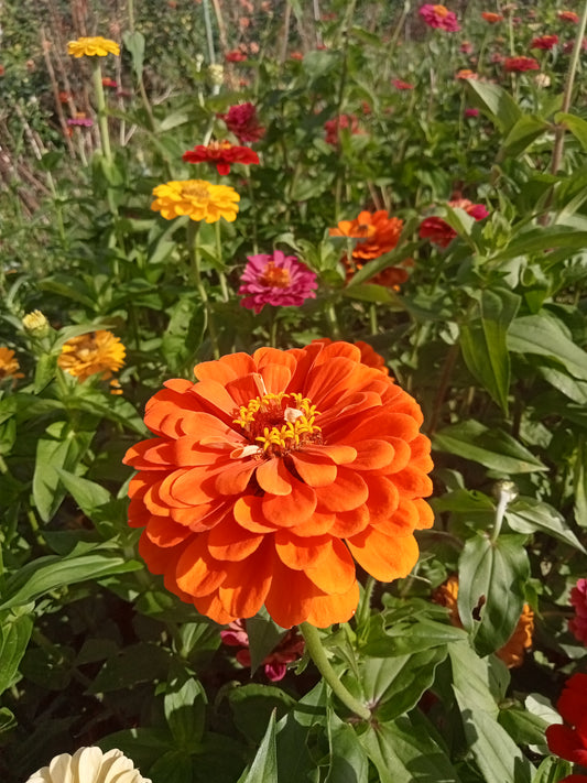 Zinnias Géant de Californie