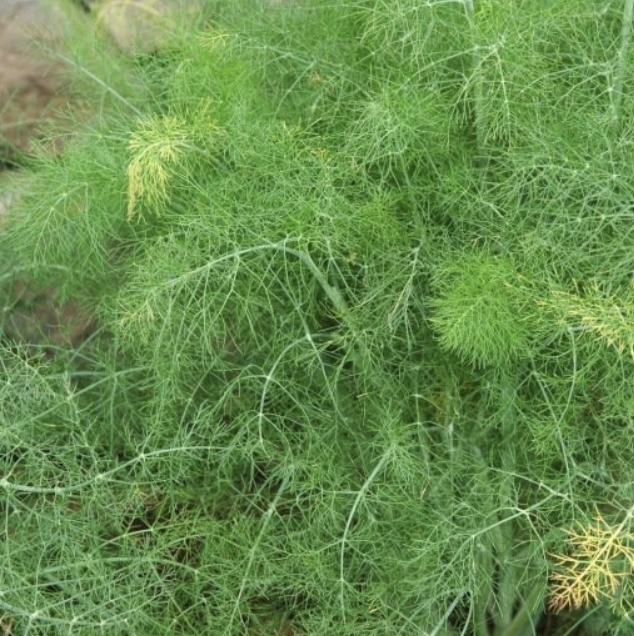 (Anethum graveolens)  Annuelle, rustique aux magnifiques ombelles jaunes. Saveur anisée et très aromatique. La feuille se consomme crue comme condiment ou en tisane.  Semis avril à juin