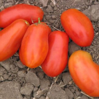 Tomate Aunt Mary's Paste