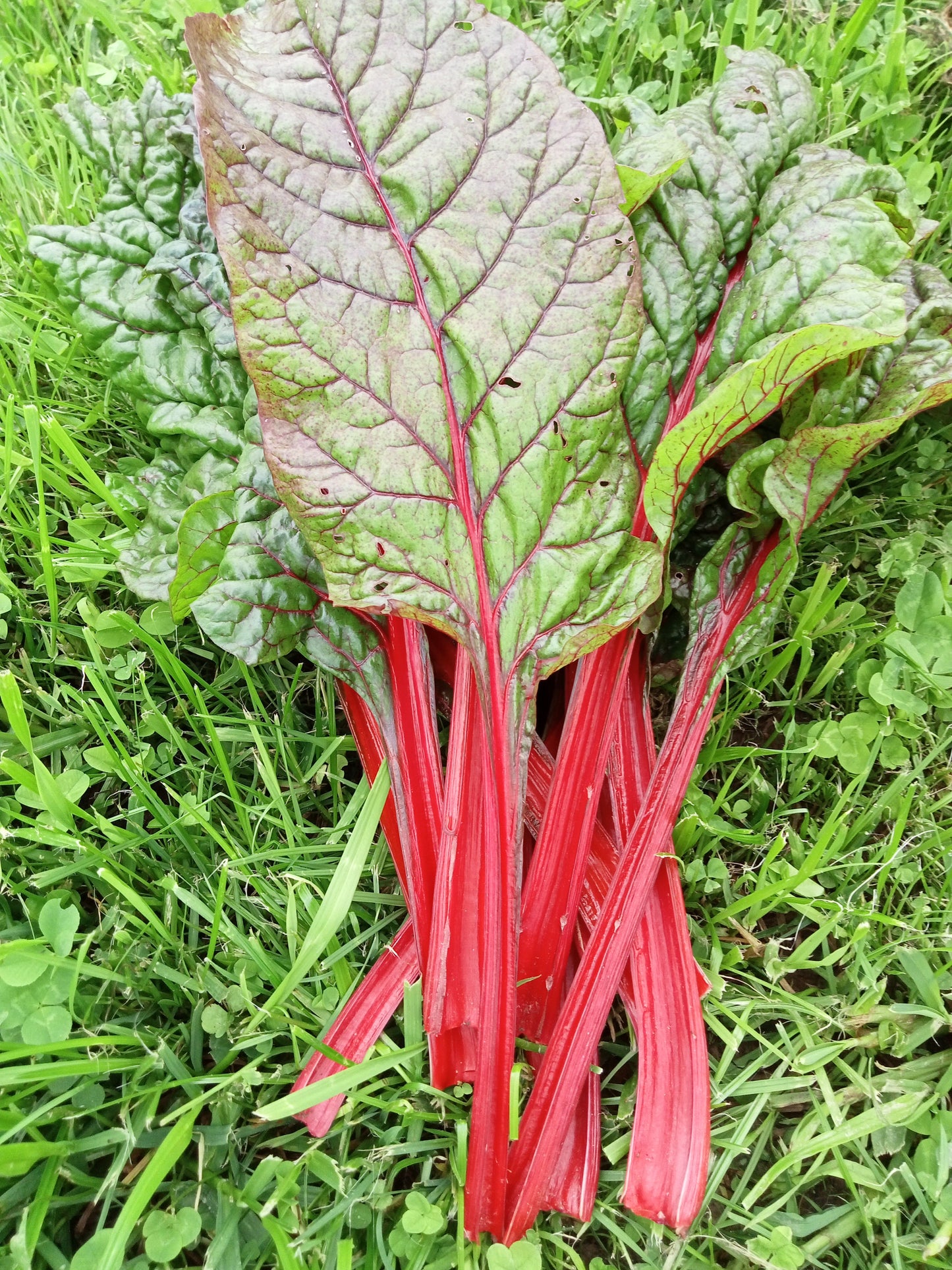 (Beta vulgaris cicla)  ou Côtes de Bettes  Variété très décorative. Feuilles cloquées et vertes à bronze en fin de saison. Cardes rouges vives. Variété résistante à la montée à graines.