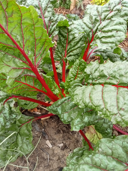 (Beta vulgaris cicla)  ou Côtes de Bettes  Variété très décorative. Feuilles cloquées et vertes à bronze en fin de saison. Cardes rouges vives. Variété résistante à la montée à graines.