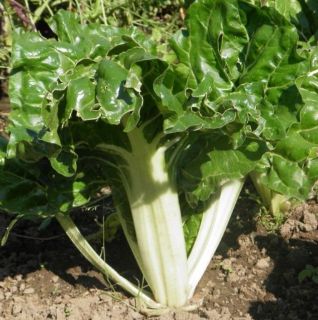 (Beta vulgaris)  ou Côtes de bette  Variété classique à feuillage vert foncé, lisse et à larges cardes blanches. Rustique.  Semis Mars à septembre