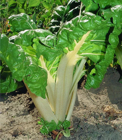 (Beta vulgaris)  ou Côtes de bette  Variété classique à feuillage vert foncé, lisse et à larges cardes blanches. Rustique.  Semis Mars à septembre