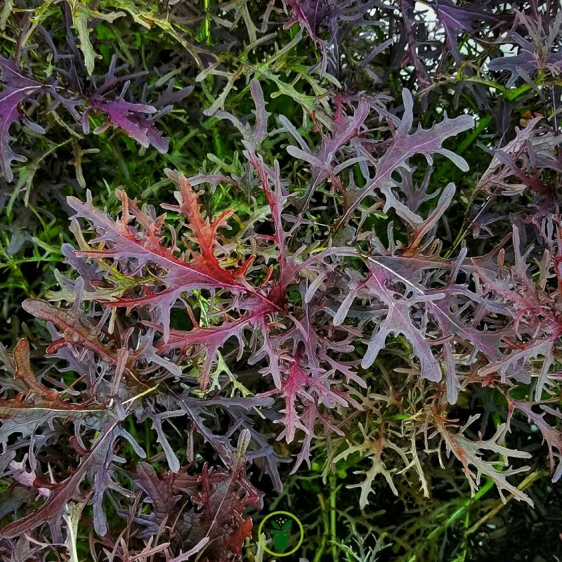 Mizuna Pourpre