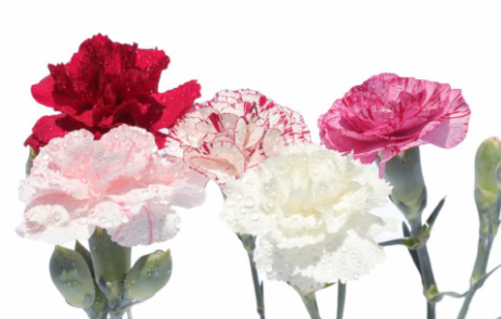 Œillet du fleuriste varié