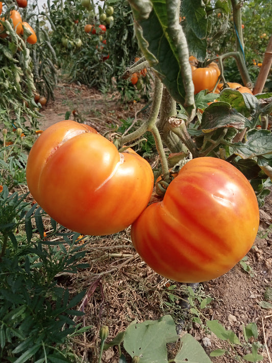 Tomate Ananas