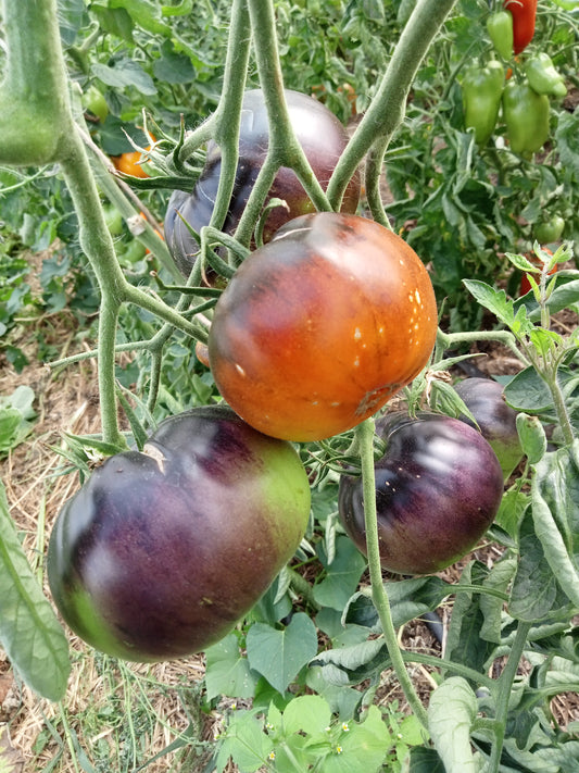 Tomate Ananas bleu