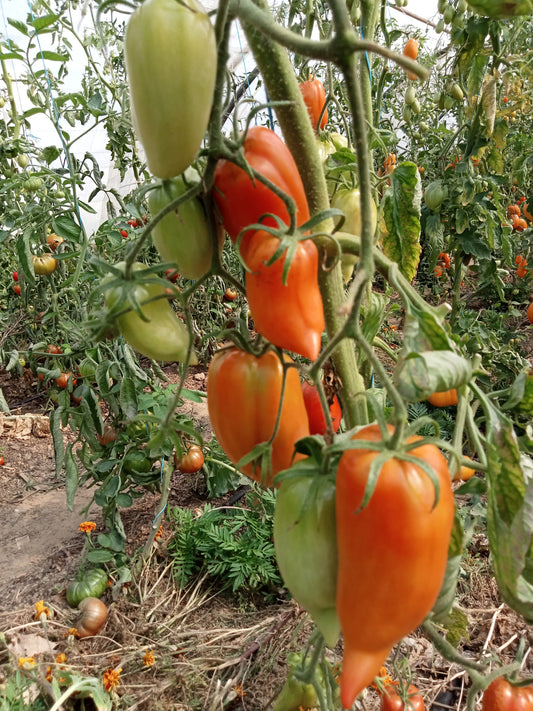 Tomate Andine cornue