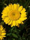 (Borago officinalis)  Vivace buissonnante à belles fleurs toutes jaunes qui illuminent l'été. On utilisait les fleurs séchées pour teindre en... jaune. Aujourd'hui elle est surtout décorative et rustique (plante indigène)  Semis Printemps 