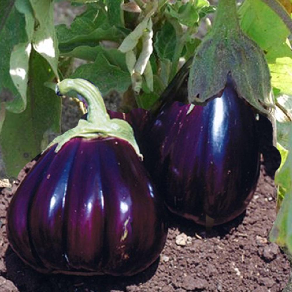 (Solanum Melongena)  Variété ancienne et précoce d'environ 60 cm de haut et donnant de nombreux fruits d'environ 13 cm de long. Ses fruits d'un noir profond se conservent bien. On peut la consommer en ratatouille, farcie, grillée ou gratinée.  Semis février - mars au chaud à 24°C