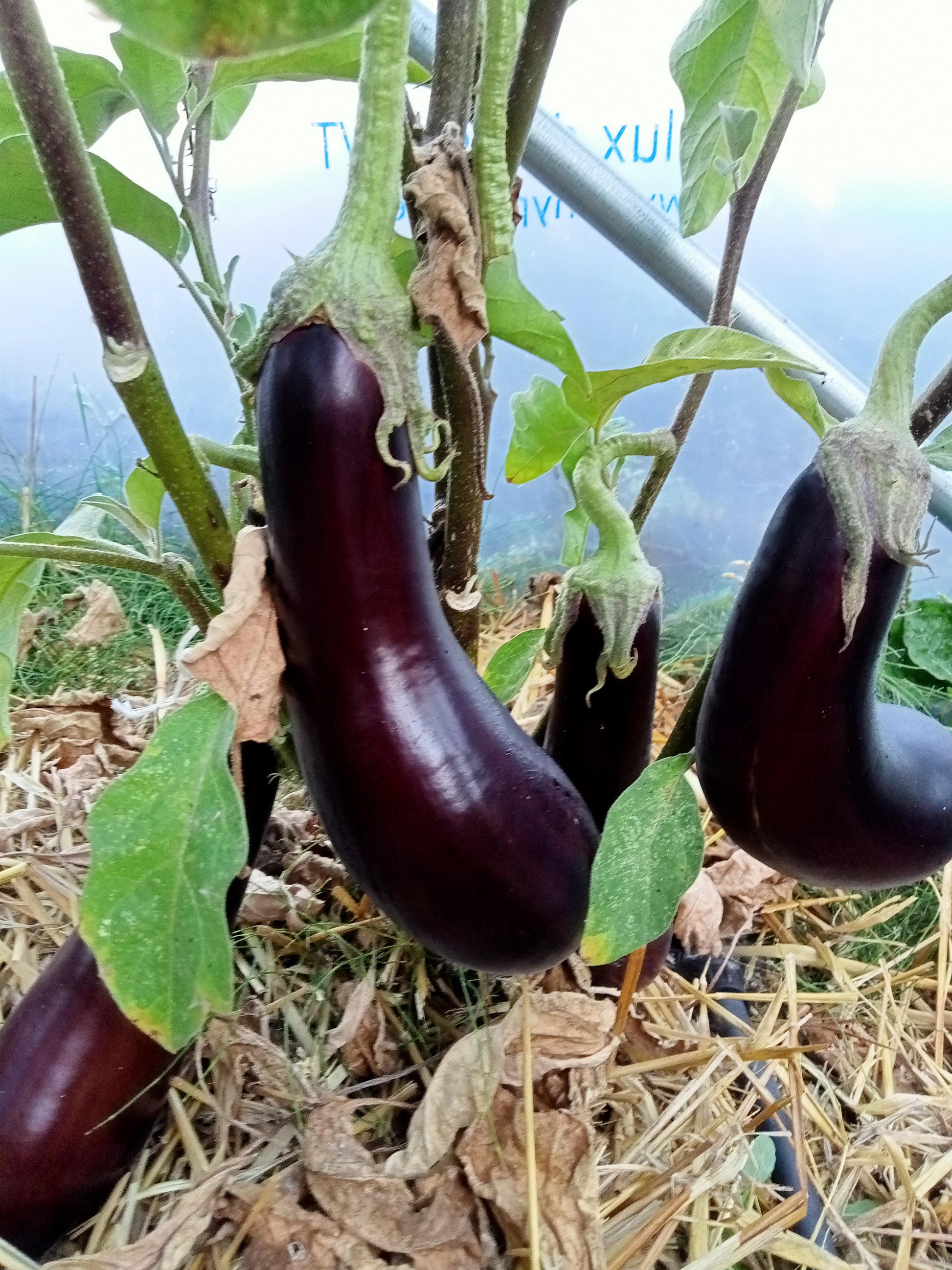 (Solanum Melongena)  Variété hâtive et productive. Elle produit des fruits allongés, de couleur violet foncé, très brillants. La chair ferme de couleur blanche et très fondante. Le feuillage ovale est épineux et duveteux. On la consomme cuite en ratatouille, ou grillée au barbecue.  Semis février - mars au chaud à 24°C 