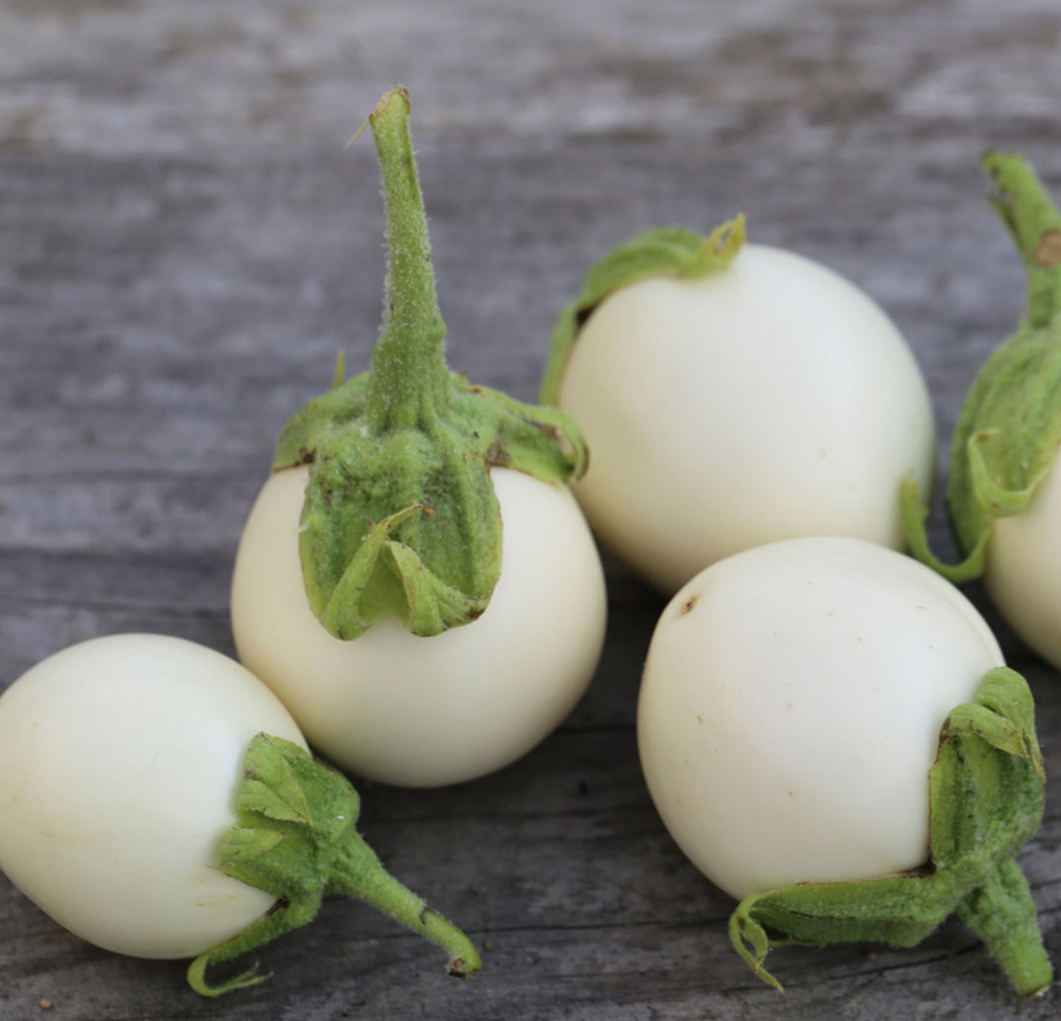  (Solanum Melongena)  Variété ancienne et précoce aux petits fruits blancs et ronds de la forme et de la taille d'un œuf. A maturité, ils deviennent jaunes. Ses grandes feuilles ovales sont duveteuses. Sa saveur se rapproche de celle du champignon. On les consomme jeunes en ratatouille.  Semis février - mars au chaud à 24°C