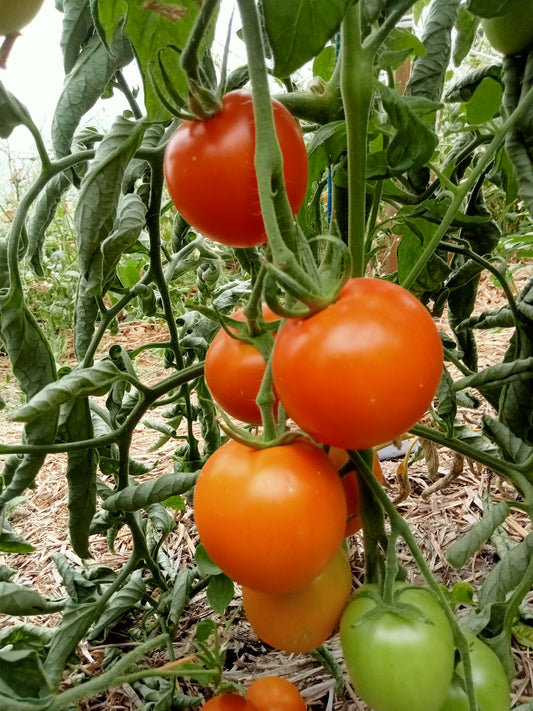 Tomate Auriga