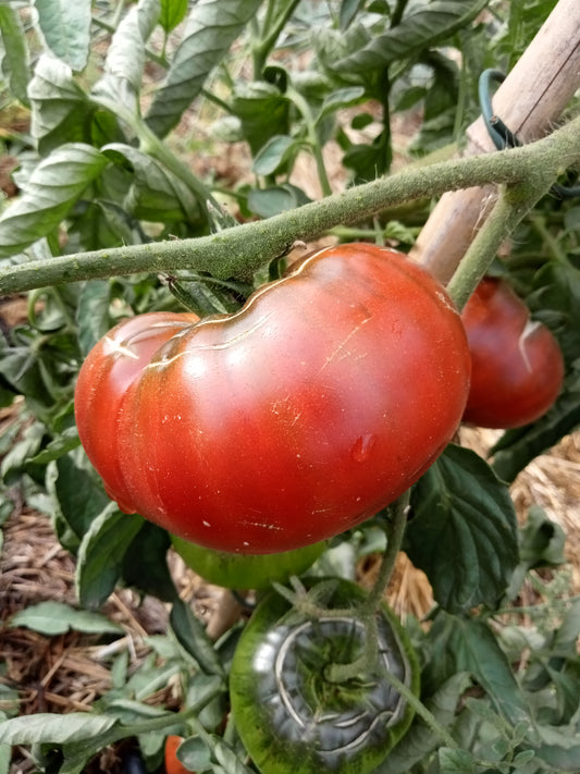 Tomate Black giant
