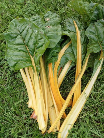 eta vulgaris)  ou Côtes de bette  Feuilles vertes et cardes relativement larges, jaune brillant. Belle variété décorative. Se consomme comme les autres variétés.  Semis Mars à Septembre