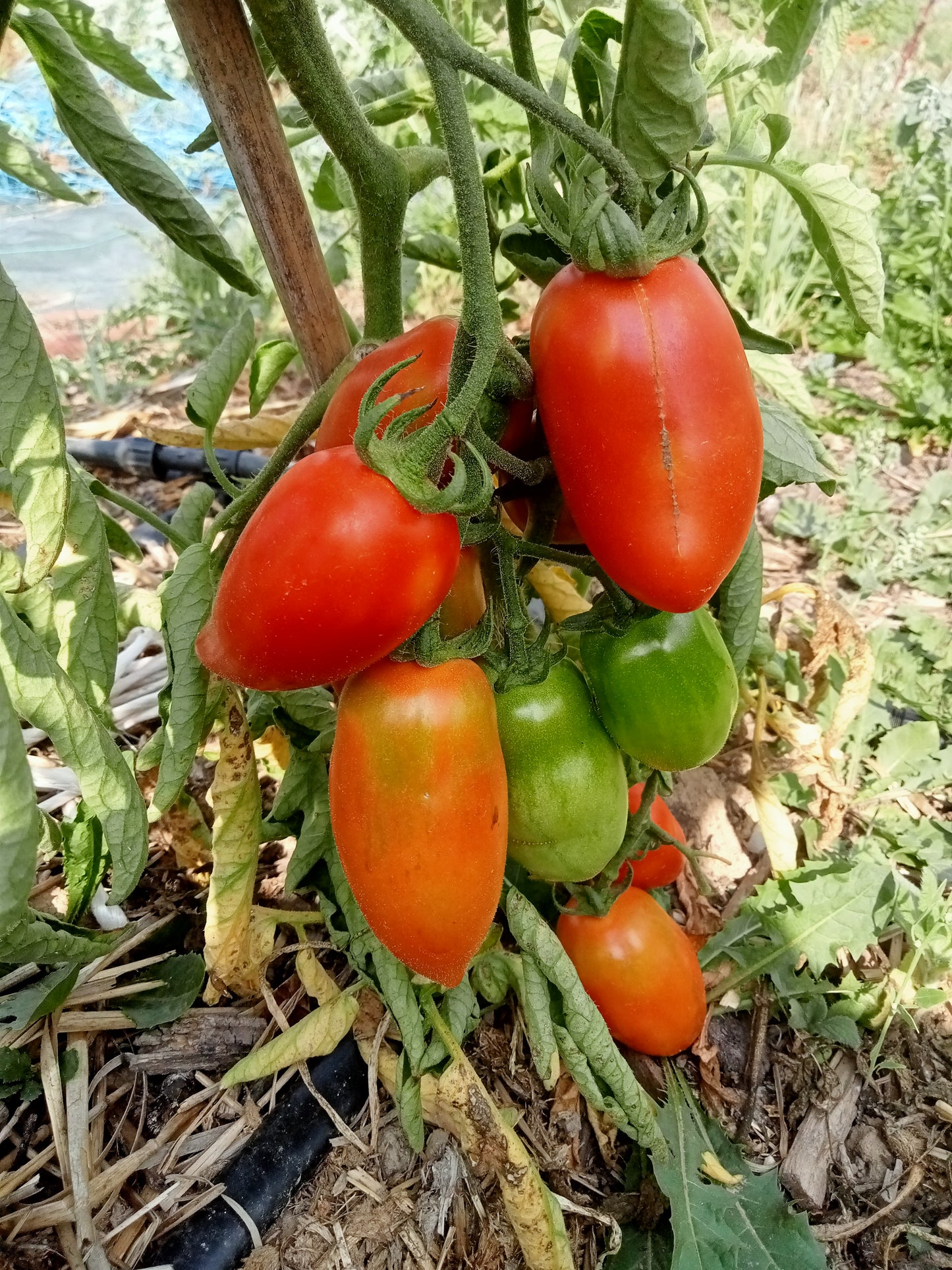 Tomate Budenovka cornue précoce